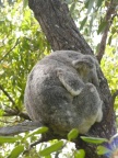 Koala.JPG (111 KB)